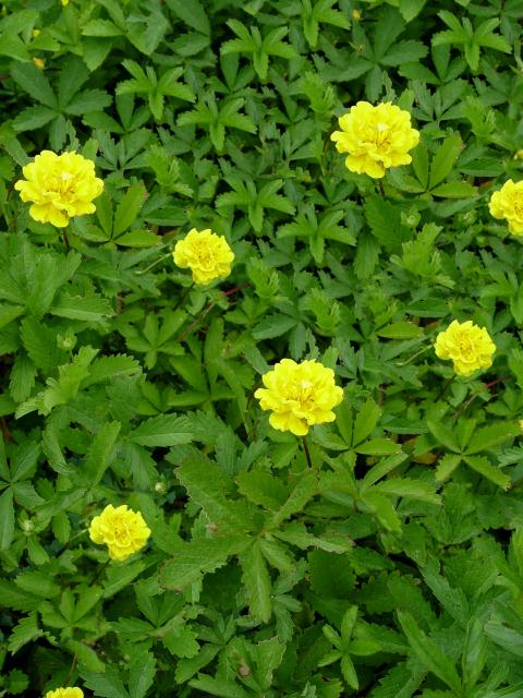  Image name: potentilla comune2.jpg 
 width: 480 pixel 
 height: 640 pixel 
 Size: 68249 bytes 
 Click to enlarge 
